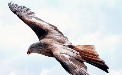 Adler als krafttiere