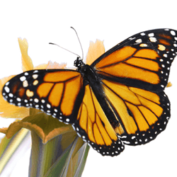 Schmetterling - Transformation